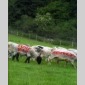 guerre et spray