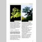 plantes sauvages  ma table