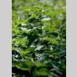plantes sauvages  ma table