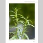 huiles essentielles  sentir  et ressentir