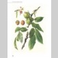 mes meilleures plantes de sant