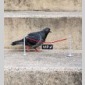rire urbain (le)