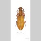insectes & compagnie 