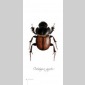 insectes & compagnie 