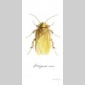 insectes & compagnie 