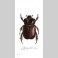 insectes & compagnie 