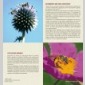 abeille, sentinelle de l'environnement (l)  